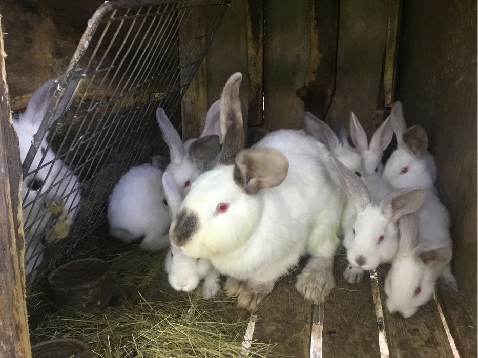 Продам кролі різного віку