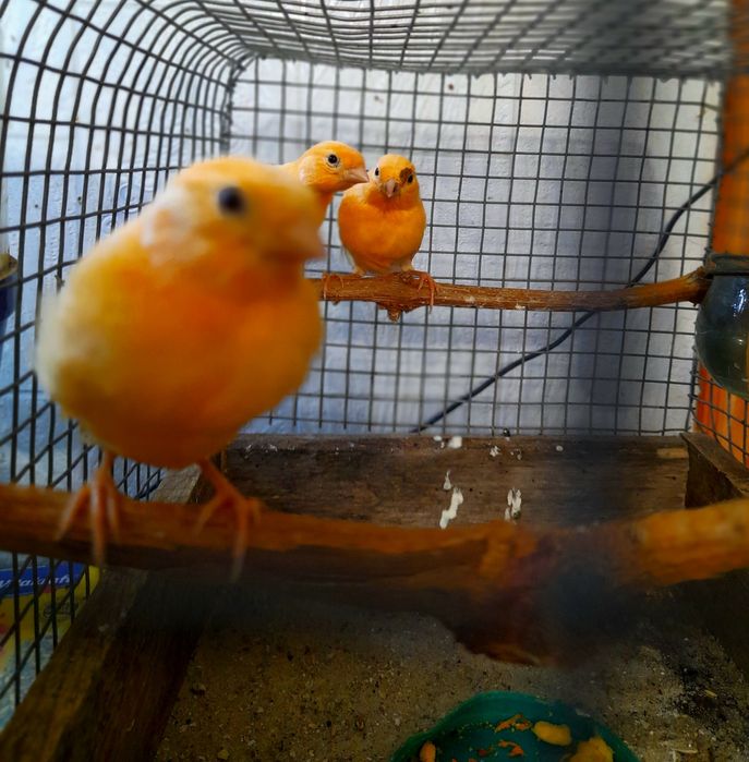 Клетки для кенарей