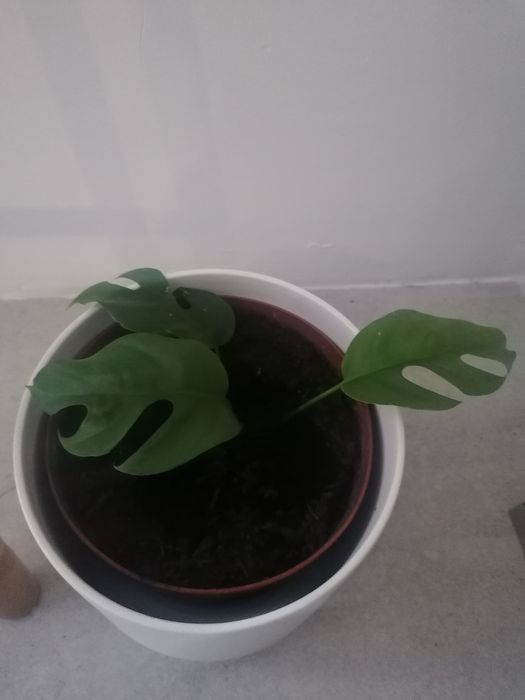 Monstera rhaphidophora tetrasperma