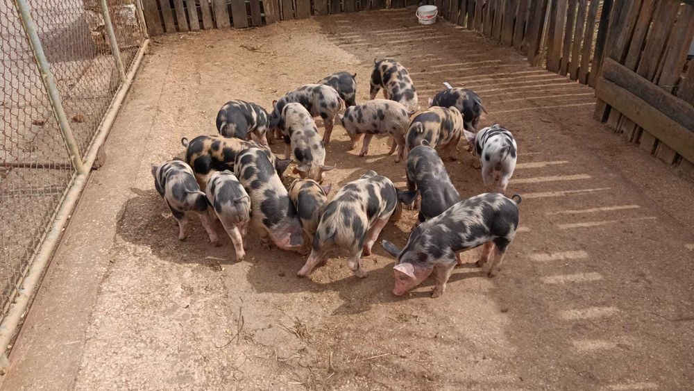 Porcos raça Pietrain