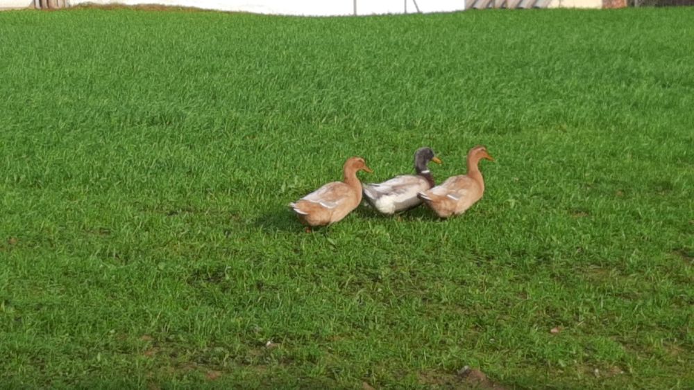 OVOS Patos ROUEN SAXONY