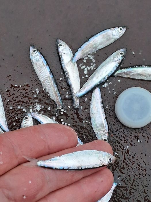 Продам рибу тюлька дніпрова свіжа  , заморожена.