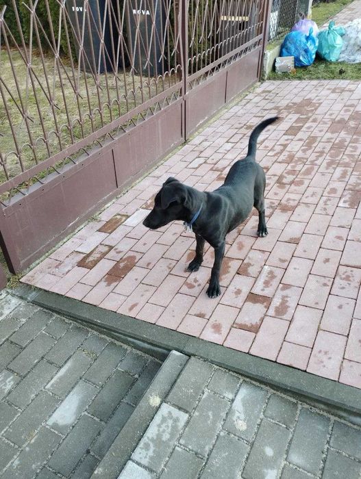 Szukamy 
właściciela psa!