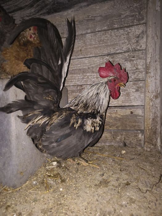 Liliputy  koguciki niebieski i pomarańcz