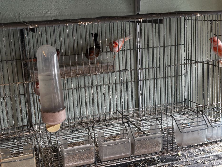 Canários topázii mosaico/vermelho e amarelo