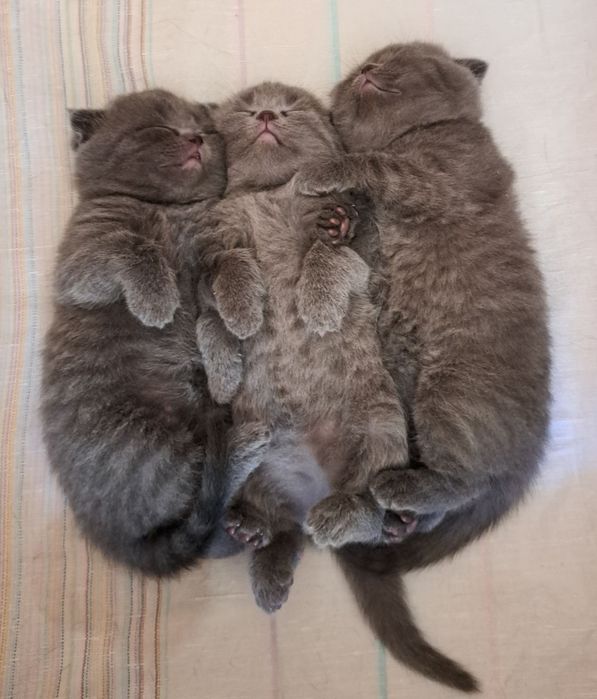 Шотландський прямовухий кіт для в'язки