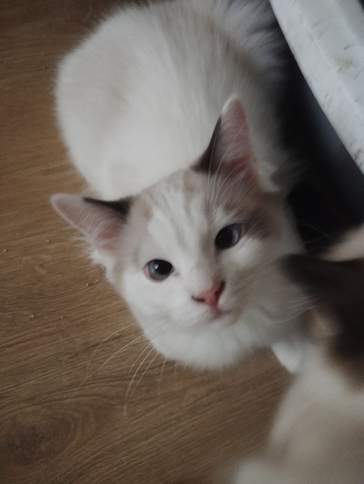 Kociak rasy ragdoll
