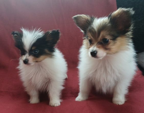 Papillon - Spaniel kontynentalny pies