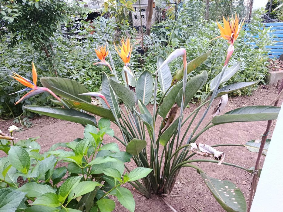 planta natural estrelicia grande figueira