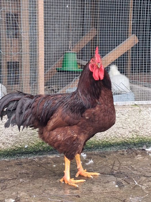 Rhode island red