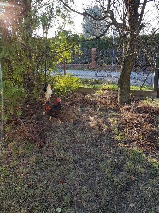 Sprzedam koguty roczne