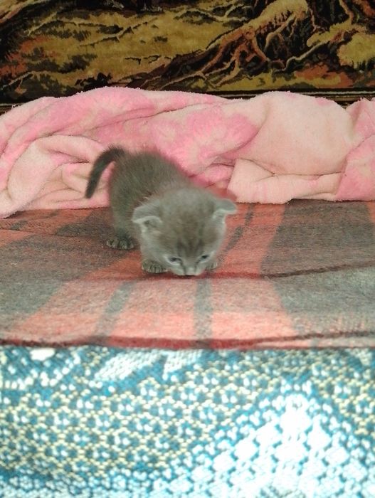 Котята (две девочки)