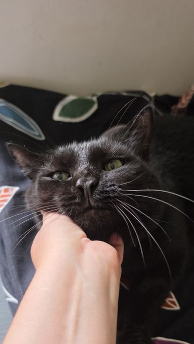 Чорний котик черный кот