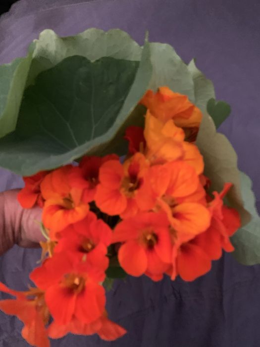 Capuchinhas ramos para venda