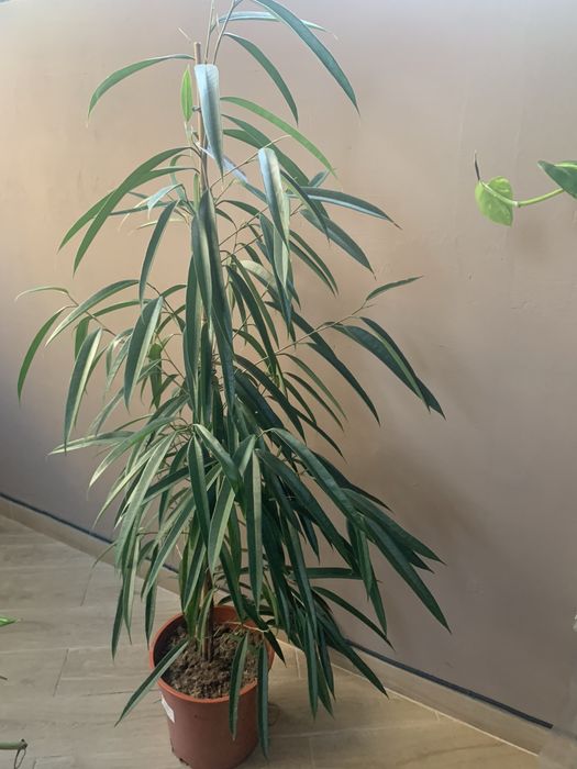 Фікус Алі вис 1,70 Акція