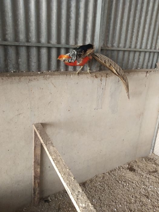 Tenho , ovos galados  de faisoes dourados .