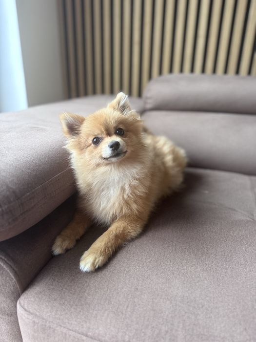 Szpic miniaturowy pomeranian suczka