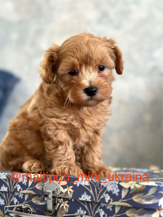 Розкішні мальтіпу мікро і міні