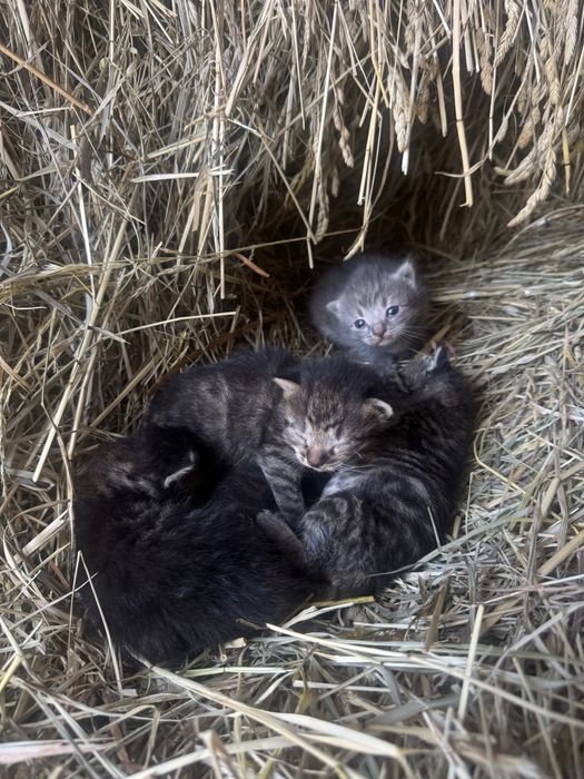 Віддам кошеняток