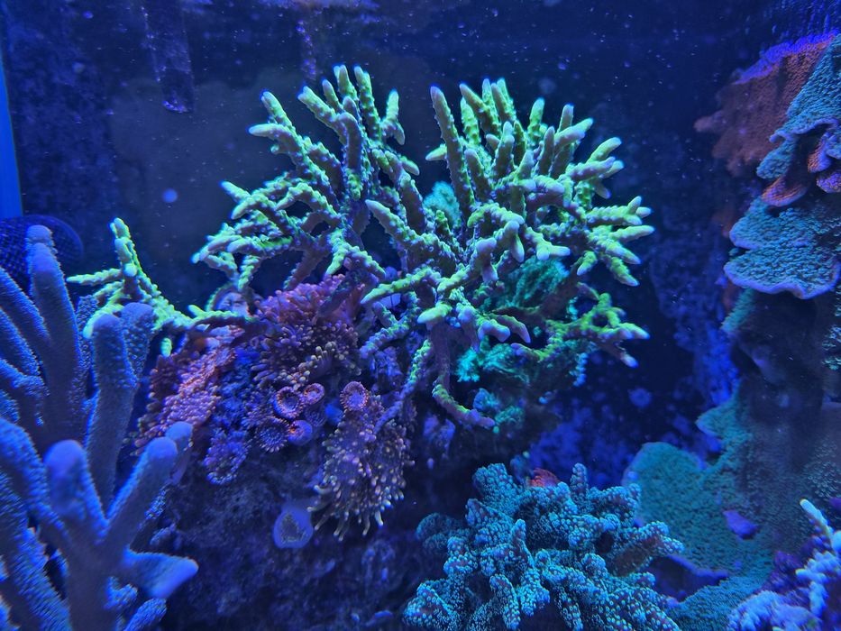 Anacropora koralowiec