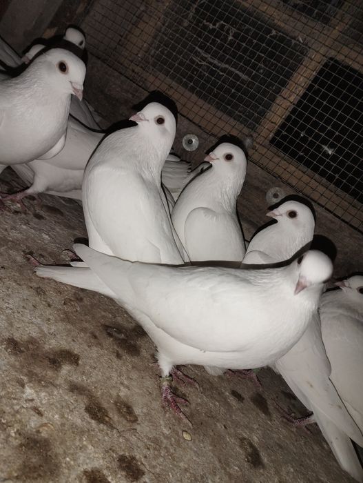 Lot, cepelki, murzyny kosmate, wiedeńskie, saksońskie, bociany, ptaki