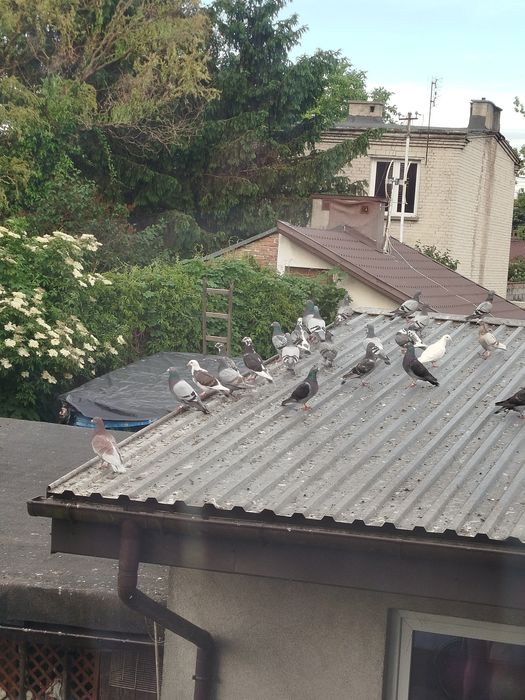 Gołębie do oddania Pruszków prywatny właściciel