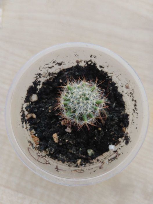 Кактус мамілярія