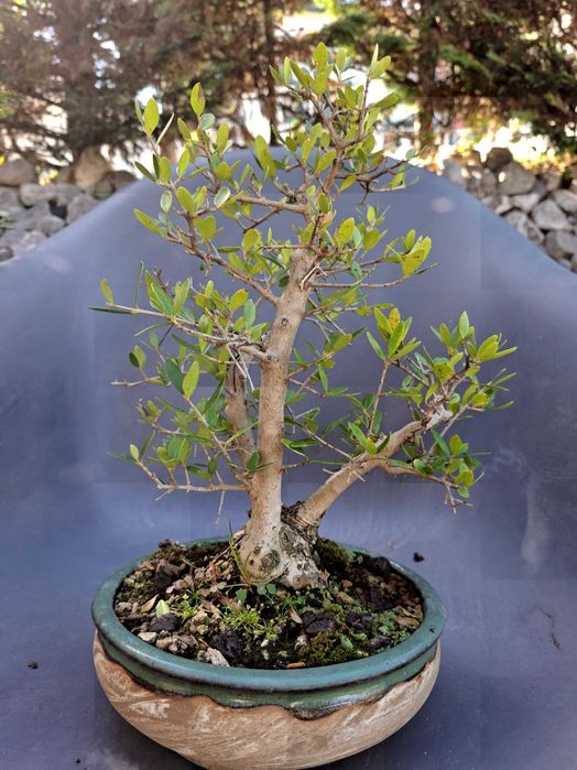 Bonsai Oliveira (Olea Europaea var.Sylvestris)
