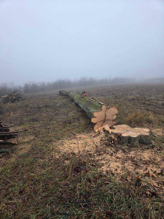 Drewno lipowe - kłody