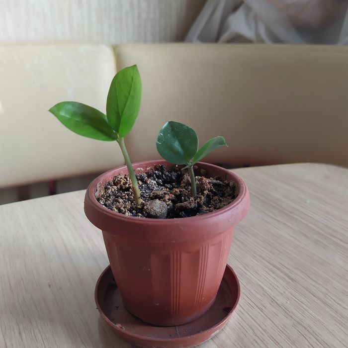 Домашние цветы .