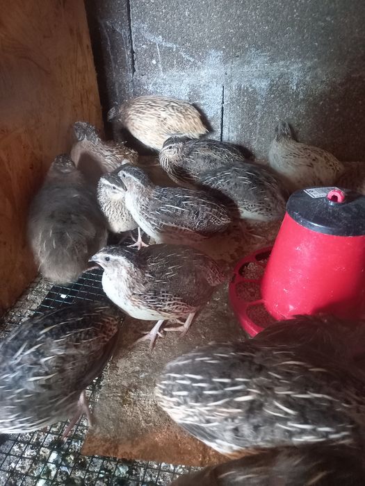 Codornizes Gigantes (várias mutações)