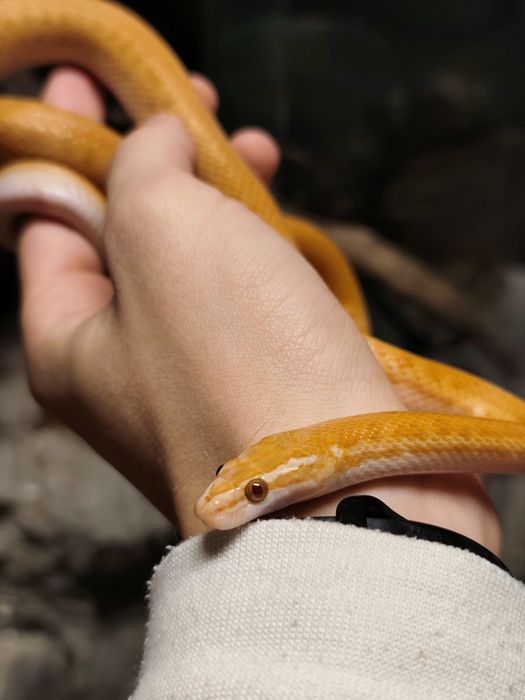 Wąż mahoniowy samiec albino t- jak wąż zbożowy