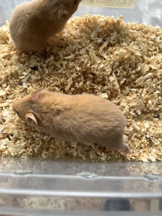 Продам гарного хом,ячка