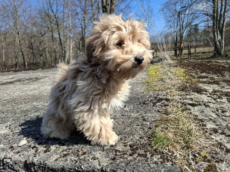 maltipoo szczeniak piesek