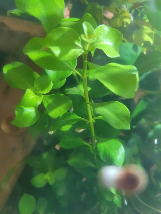 Людвігія звичайна