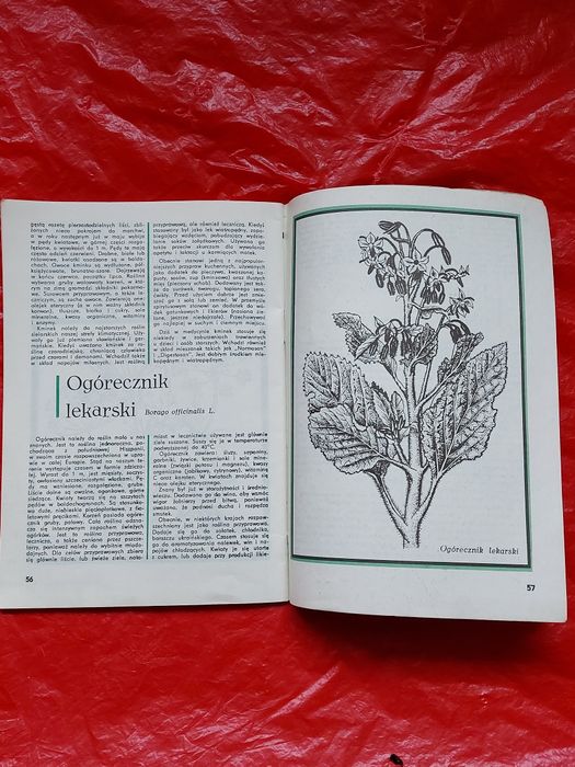 Książka ZIOŁA w DOMU