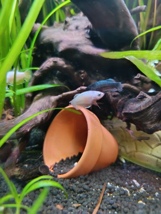 Bettas fêmeas...