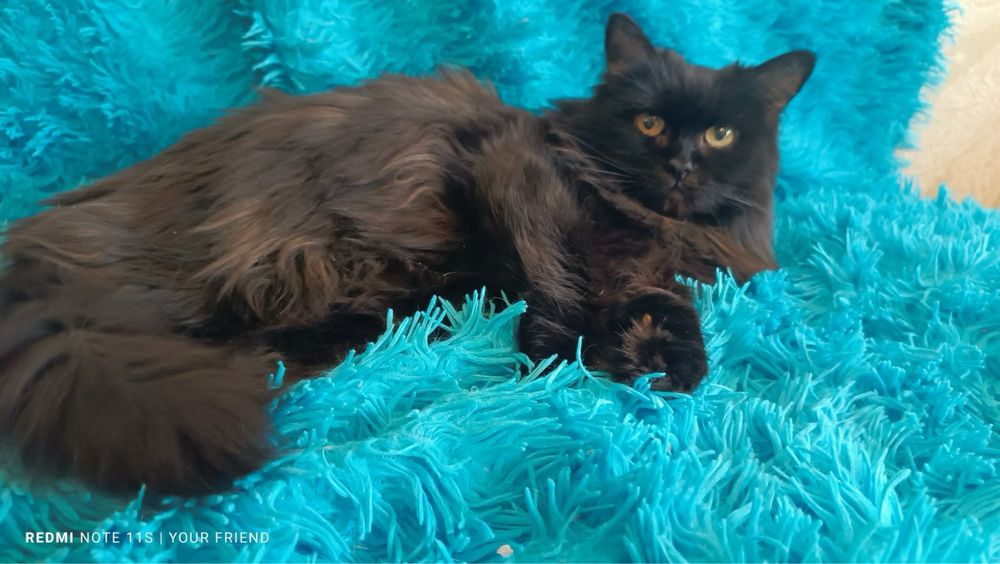 Кошка кошечка пушистая коты кішка кішечка киця