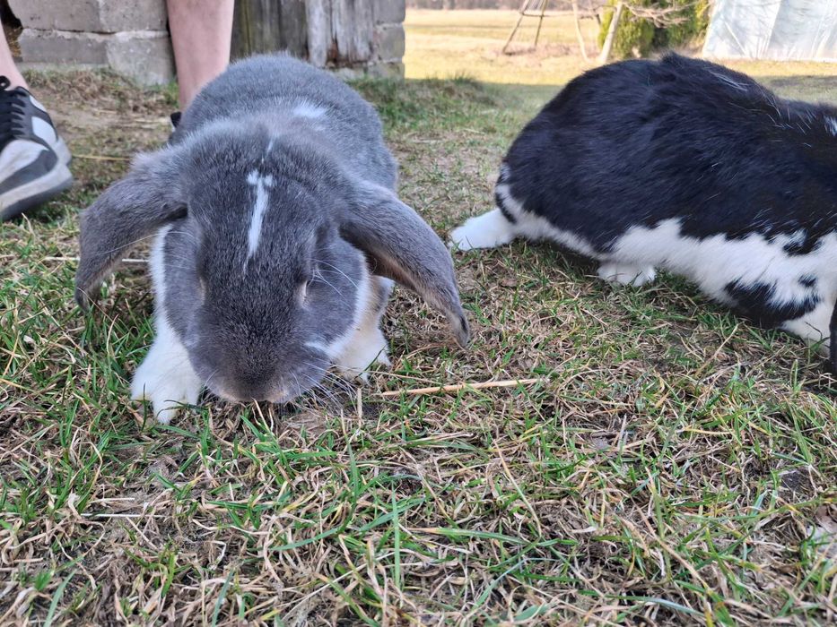 Króliki na sprzedaż