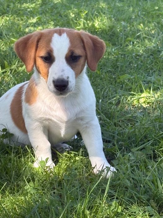 Jack Russell Terrier –  suczka Jagoda