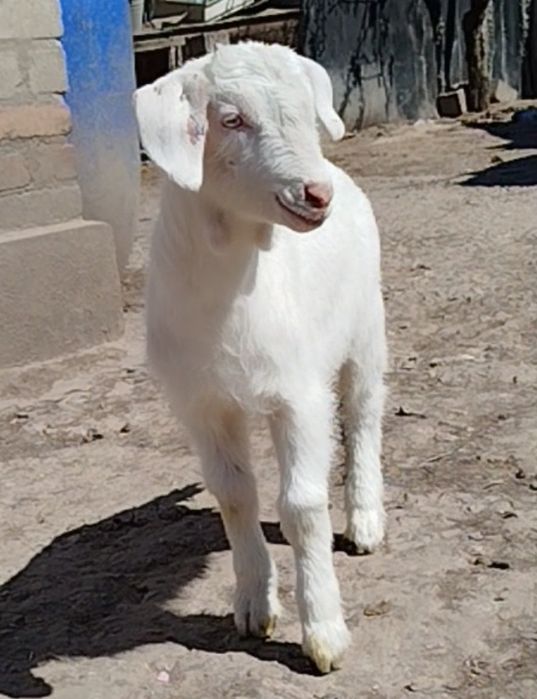 Две беременные козочки.