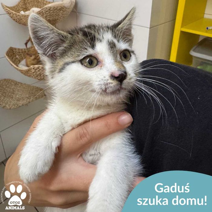 Gaduś szuka domu!