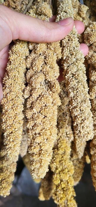 Чумиза для птахів 2025. Чумиза. Ласощі для папуг