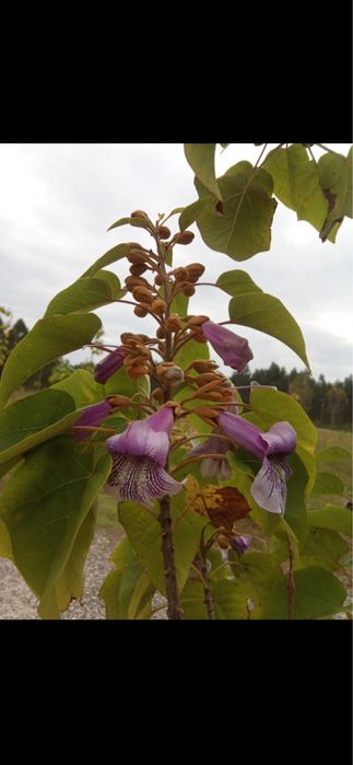 Paulownia elongata