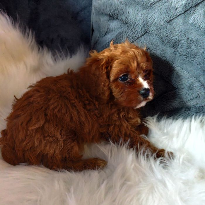 Cavapoo f1 chłopak*małopolska