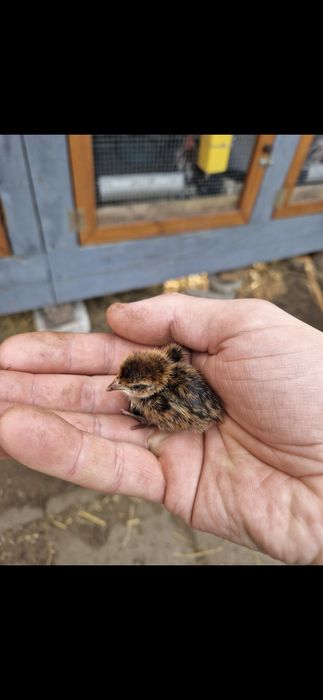 Przepiór Kalifornijski