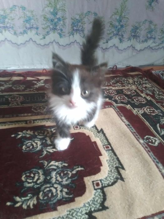 Пухнасте кошеня шукає господаря