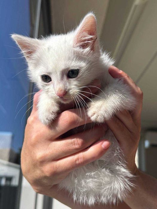 Кошенята ~2 місяці. Білі хлопчик та дівчинка. Безкоштовно.