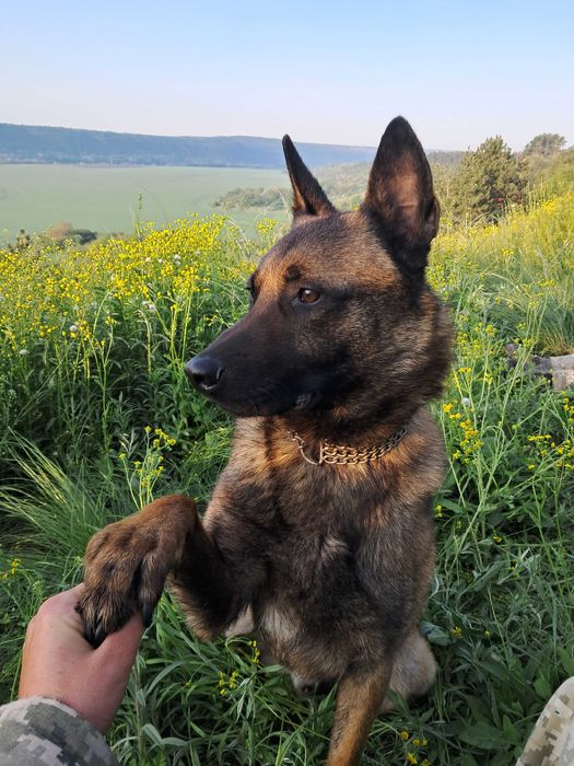 Каб'єль на в'язку