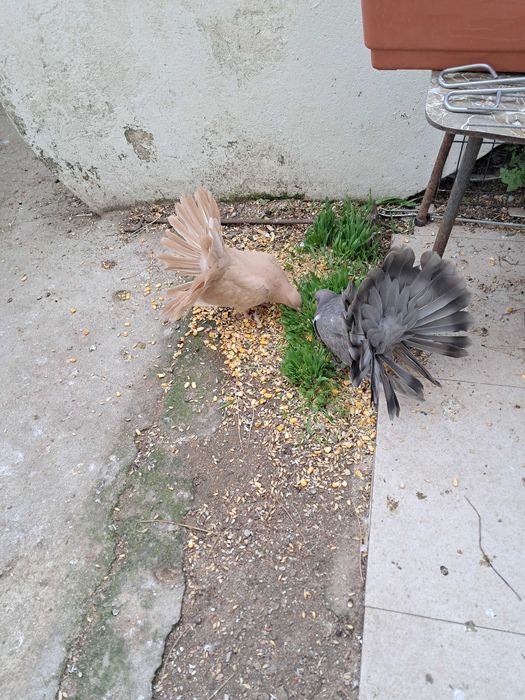 pombos de leque e leque indianos
